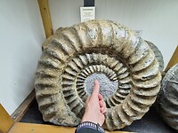 Dinasaurland museum