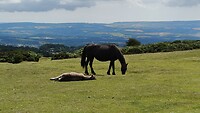 Dartmoor pony