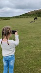 Dartmoor pony