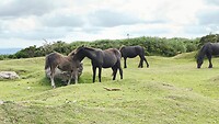 Dartmoor ponies