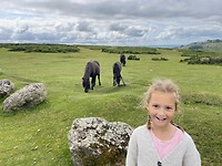 Dartmoor ponies