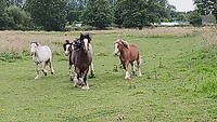 De ponys komen naar Roos gerend