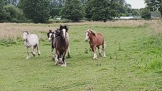 De ponys komen naar Roos gerend