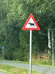 Pas op voor elanden