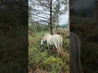 Paarden uit de "wei" halen