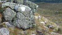 Schapen op de route naar Høgenibba
