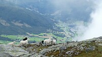 Høgenibba