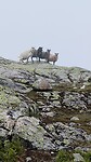 Schaapjes op de top