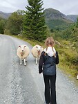 Op weg naar Høgenibba