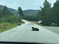 Schapen versperren de weg