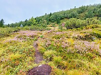 Mooie heide onderweg