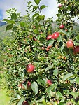 Veel appelgaarden hier