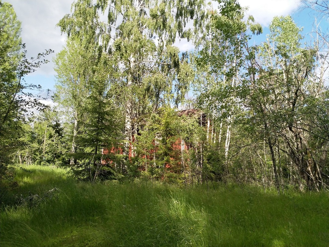 In de bossen.