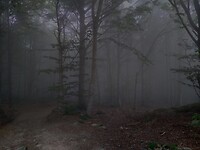 Dark woods