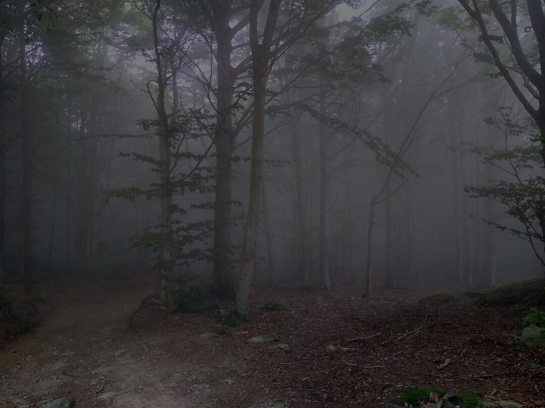 Dark woods