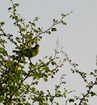 5 juni0465