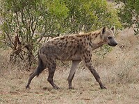 Hyena