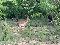 Impala
