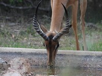 Impala
