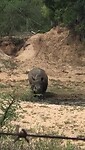 Rhino