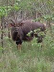 Nyala mannetje