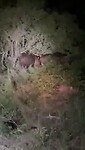 Hippos2022-12-03 at 21.56.34