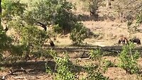 Hyena's 3 december verorberen kadaver van een buffel.