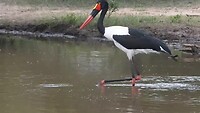 Saddle billed stork