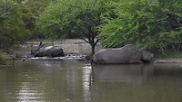 Neushoorn