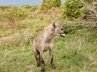 Hyena