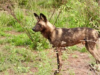 Wildehond_2