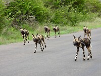 Wildehonden4