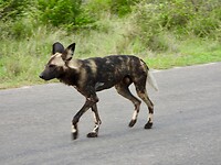 Wildehond