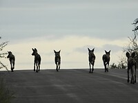 Wildehonden3