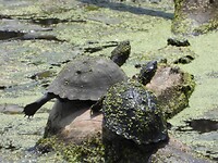 schildpadden