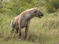 Hyena2