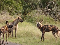 Wildehonden5