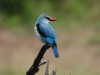 IJsvogel