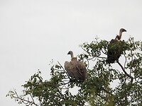 Maandag 19 dec286