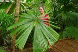 Daintree forest