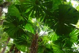 Daintree