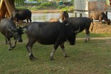 Waterbuffels