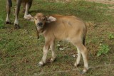Babybuffeltje