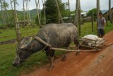 Waterbuffel onderweg