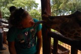 Tongzoen van een giraffe