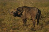 Buffel