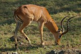 Impala
