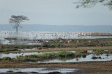 Flamingo's at Lake Nakuru