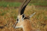 Thomson gazelle