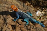 Oranje supporter